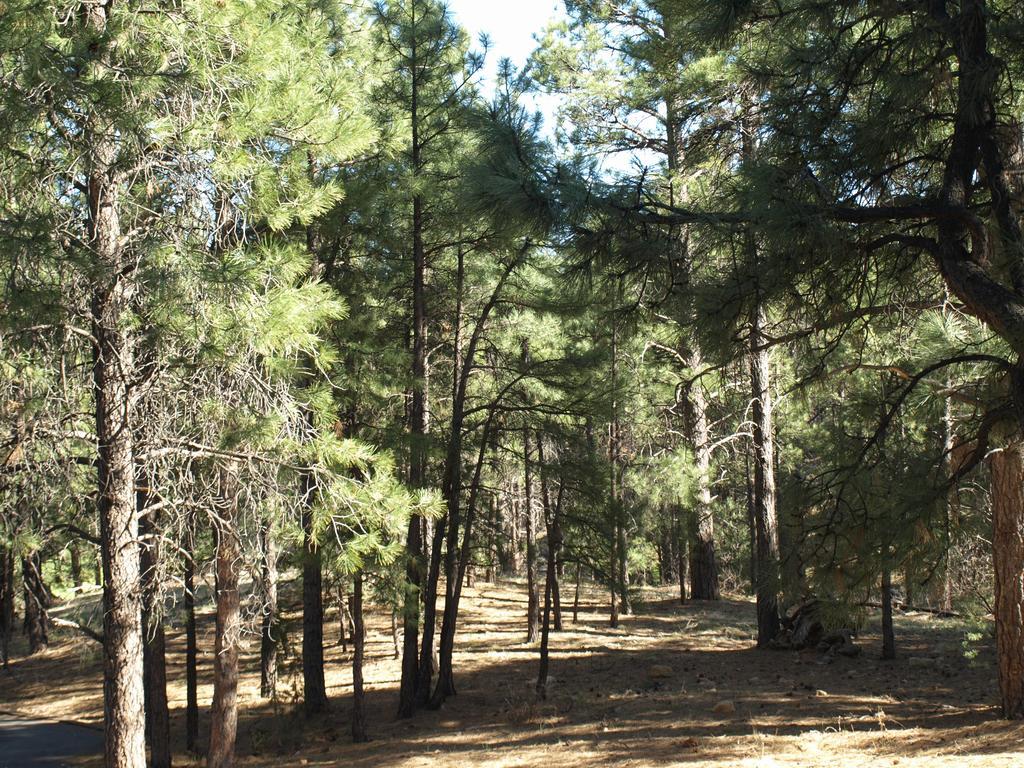 Whispering Pines Inn Flagstaff Extérieur photo